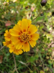 Tridax trilobata