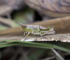 Tropidostethus angusticollis