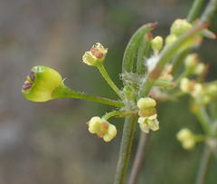 Centella virgata virgata