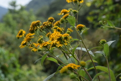 Verbesina robinsonii