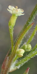 Centella virgata virgata