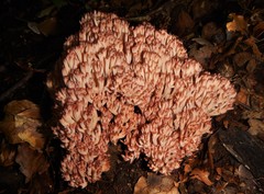 Ramaria fagetorum