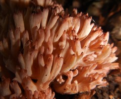 Ramaria fagetorum