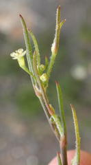 Centella virgata virgata
