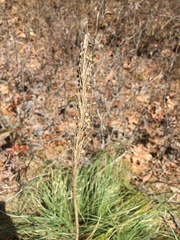 Xerophyllum asphodeloides