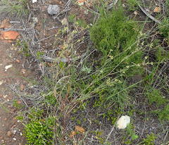 Centella virgata virgata