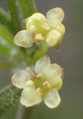 Centella virgata virgata