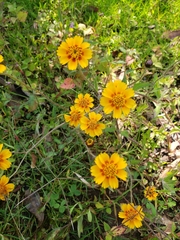 Tridax trilobata