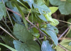 Tipula repanda
