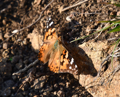 Vanessa cardui