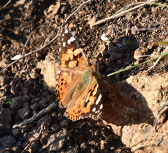 Vanessa cardui