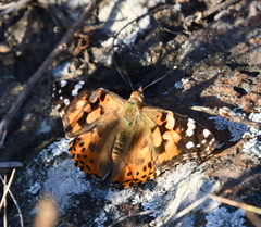 Vanessa cardui