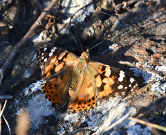 Vanessa cardui