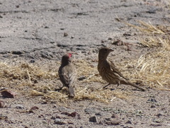 Haemorhous mexicanus