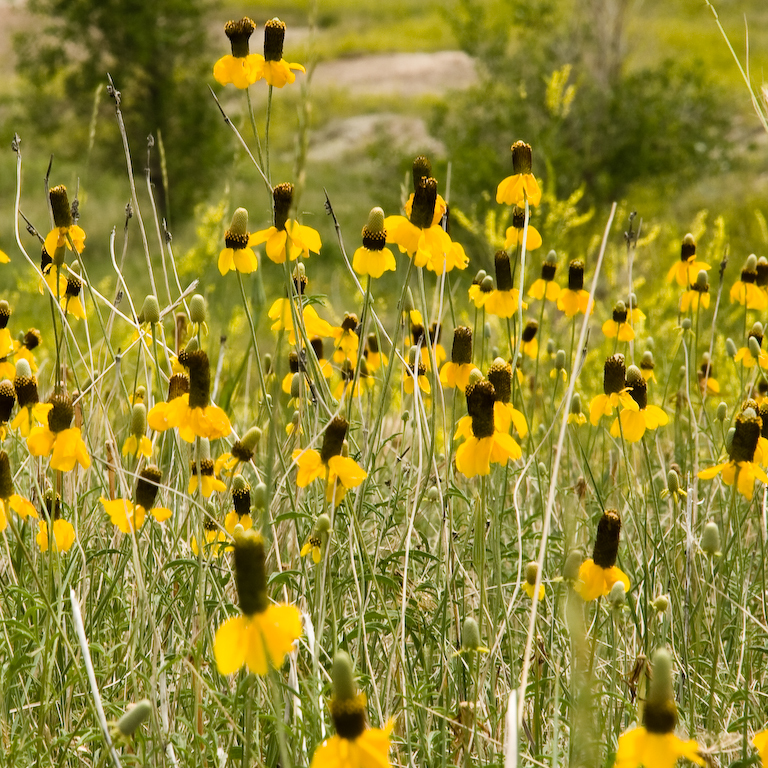 upright prairie coneflower (Nash Prairie Plants List) · iNaturalist