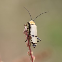Chauliognathus misellus