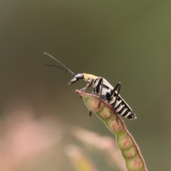 Chauliognathus misellus