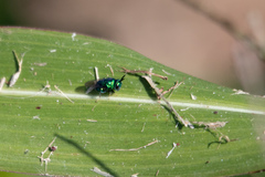 Euperilampus triangularis