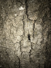 Atanycolus cappaerti