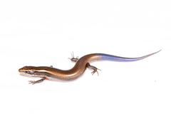 Plestiodon brevirostris