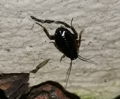 Ectobius sylvestris
