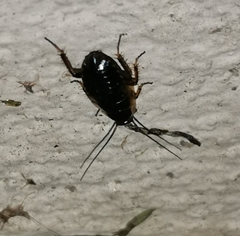 Ectobius sylvestris