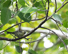 Machlolophus aplonotus