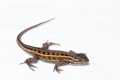 Sceloporus bicanthalis