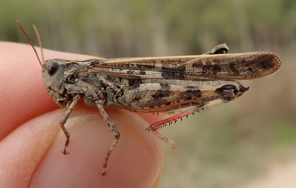 Aiolopus thalassinus thalassinus