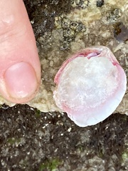 Semele rupicola