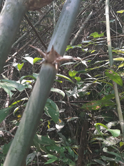 Guadua weberbaueri
