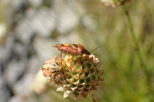 bzdocha menlivá (Carpocoris pudicus)