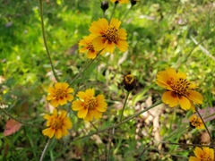 Tridax trilobata