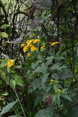 Verbesina robinsonii