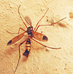 Ctenophora ornata