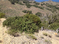 Arctostaphylos crustacea