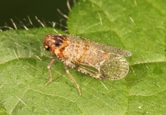 Cixius distinguendus