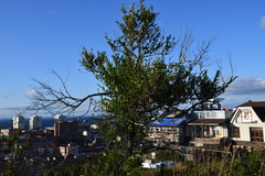 Ulmus pumila