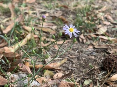 Symphyotrichum divaricatum