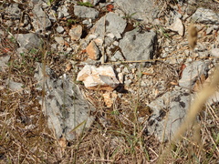 Hipparchia statilinus