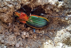 Carabus lineatus lateralis