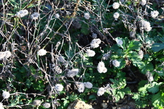 Trifolium arvense