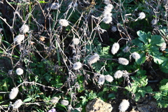 Trifolium arvense