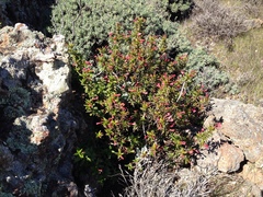 Diplacus parviflorus