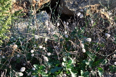 Trifolium arvense