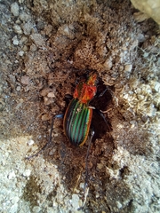 Carabus lineatus lateralis
