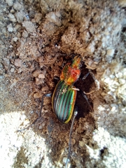 Carabus lineatus lateralis