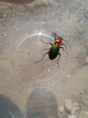 Carabus lineatus lateralis