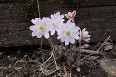 Hepatica