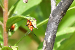 Oncopeltus fasciatus